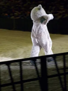 Baxterbear walkaround 3-001